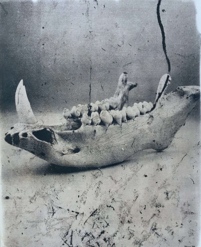 Untitled, cyanotype print