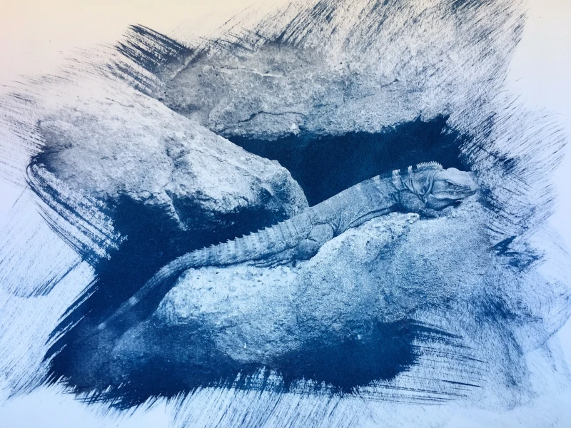 Lizard, cyanotype print